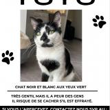 Foto del gato perdido en Villeurbanne