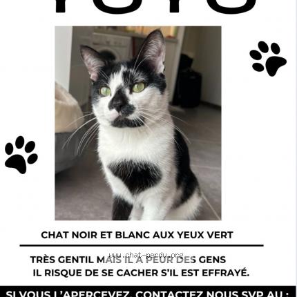 Foto 1/1 Yuyu Chat perdido en Villeurbanne