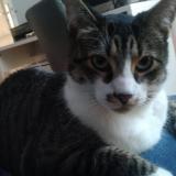 Foto del gato perdido en Feignies