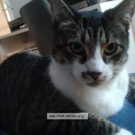 Foto 1/1 Grishka Chat perdido en Feignies