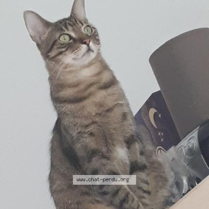 Foto 1/1 Didou Chat perdido en Aix en provence