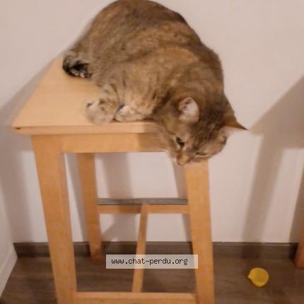 Foto 1/1 pandora Chat perdido en St priest en jarez