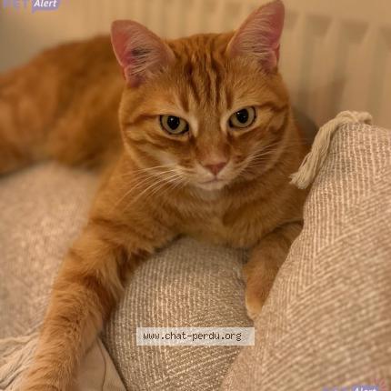 Foto 1/1 Simba Chat perdido en Romagnat