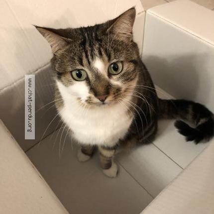 Foto 1/1 Iduna Chat perdido en Montpellier