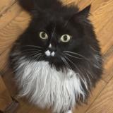 Foto del gato perdido en Saint Marcel De Felines