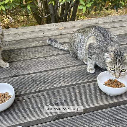 Foto 1/1 Gato encontrado Encontrado en Grospierres