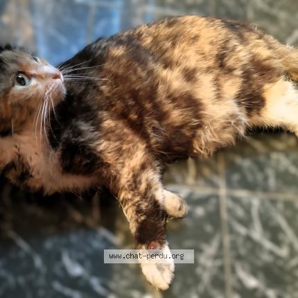 Foto 1/1 Gato encontrado Encontrado en Balma