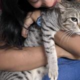 Foto del gato perdido en Hyderabad