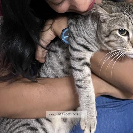 Foto 1/1 Kaalu Chat perdido en Hyderabad