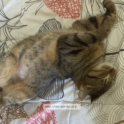 Foto 1/1 Tsuki Chat perdido en Nimes