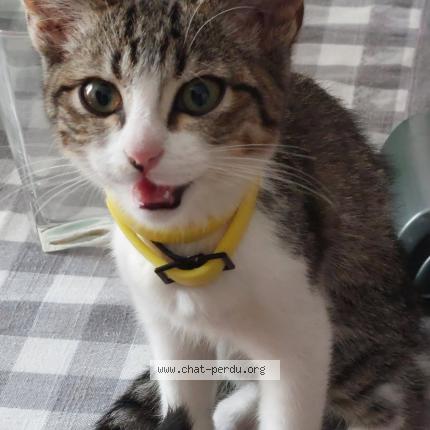 Foto 1/1 Gato encontrado Encontrado en Argenteuil