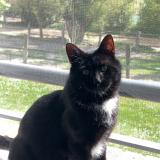 Foto del gato perdido en Saint Paul