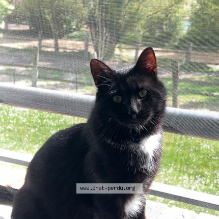 Foto 1/2 Vador Chat perdido en Saint paul