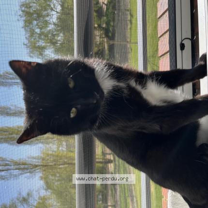 Foto 2/2 Vador Chat perdido en Saint paul