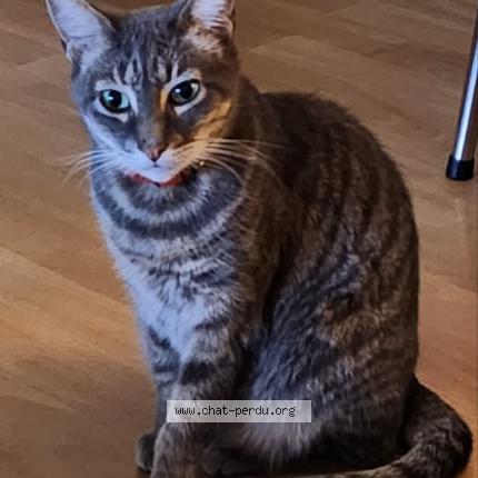 Foto 1/2 Bob Chat perdido en Pau