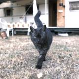 Foto del gato perdido en Brillac