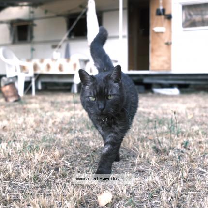 Foto 1/1 KABOOM Chat perdido en Brillac