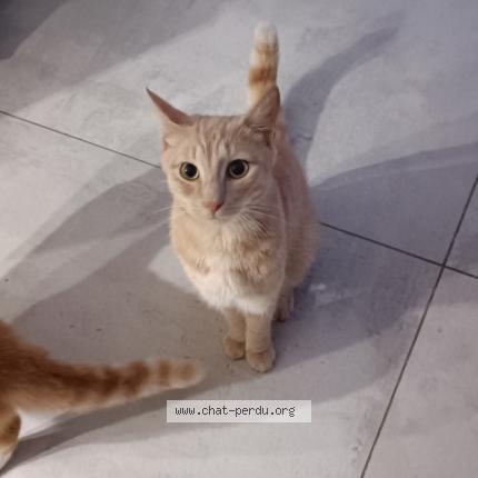 Foto 1/1 Robin Chat perdido en Bapaume