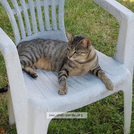 Foto 1/1 GRISETTE Chat perdido en Le puy en velay