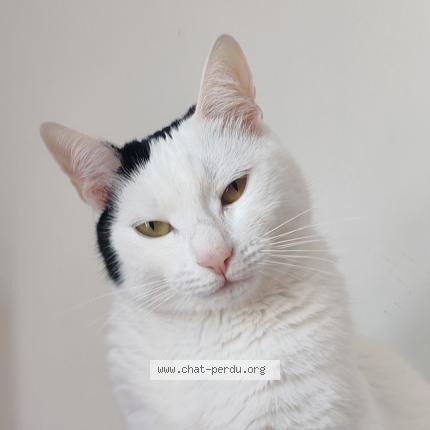 Foto 1/1 Cerise Chat perdido en Les ulis