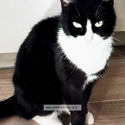 Foto 1/1 Stella Chat perdido en Brunoy