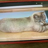 Foto del gato perdido en Saint Maurice L Exil