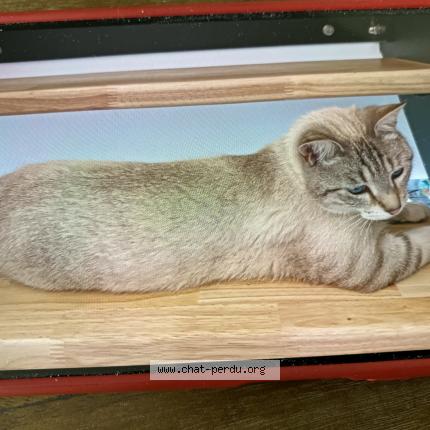 Foto 1/1 Khusi Chat perdido en Saint maurice l exil