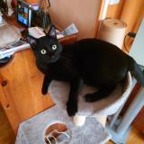 Foto del gato perdido en Paris