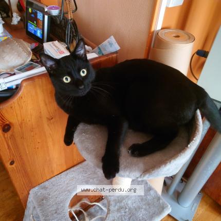 Foto 1/1 Zuko Chat perdido en Paris