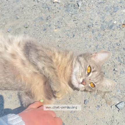 Foto 1/1 Vénus Chat perdido en Le torpt