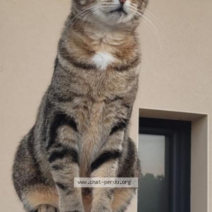 Foto 1/1 Nala Chat perdido en Mornas