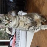 Foto del gato perdido en Saint Palais Sur Mer