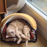 Foto del gato perdido en Meziere Sur Couesnon