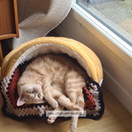 Foto 1/1 Vesta Chat perdido en Meziere sur couesnon