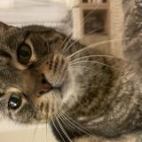 Foto del gato perdido en Ox Muret