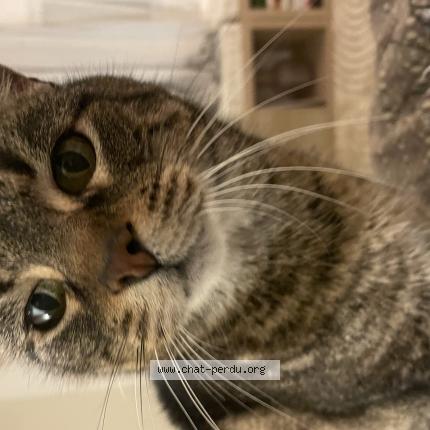 Foto 1/1 Milo Chat perdido en Ox muret