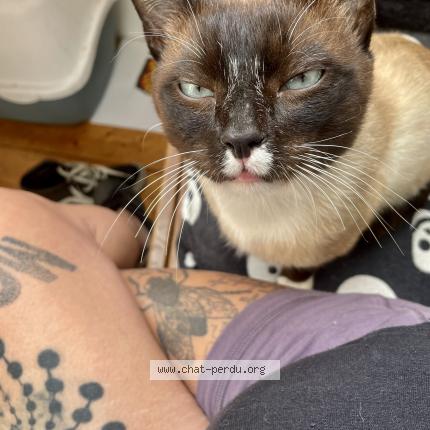 Foto 1/1 Wesh Chat perdido en Brest