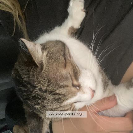 Foto 1/1 Doudou Chat perdido en Narbonne