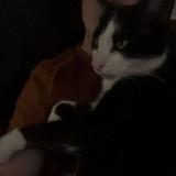 Foto del gato perdido en Soppe Le Bas