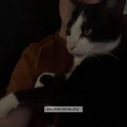 Foto 1/1 Guizmo Chat perdido en Soppe le bas