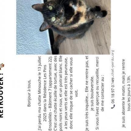 Foto 2/4 Minouche Chat perdido en St maxime