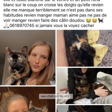 Foto 4/4 Minouche Chat perdido en St maxime