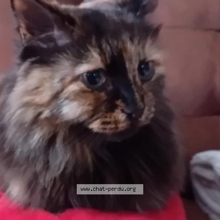 Foto 1/1 Easy Chat perdido en Sorgues