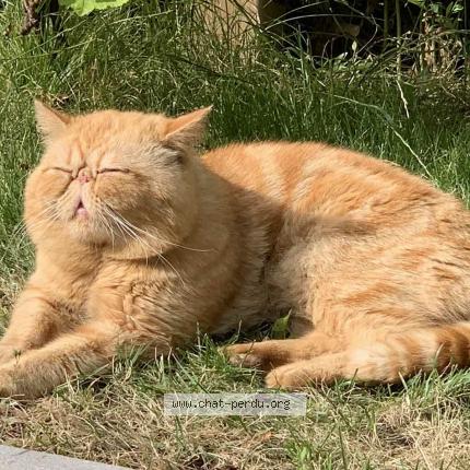 Foto 1/1 Leopold Chat perdido en Liege