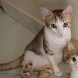 Foto del gato perdido en Mumbai