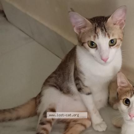 Foto 1/1 No name Chat perdido en Mumbai