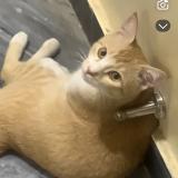 Foto del gato perdido en Islamabad