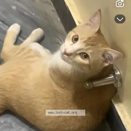 Foto 1/1 TT Chat perdido en Islamabad