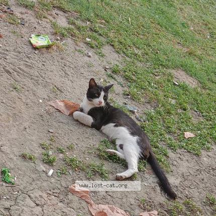 Foto 1/1 Tommy Chat perdido en Askari 5 cantt