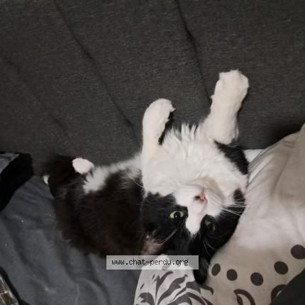 Foto 1/1 FELIX Chat perdido en Le revest les eaux